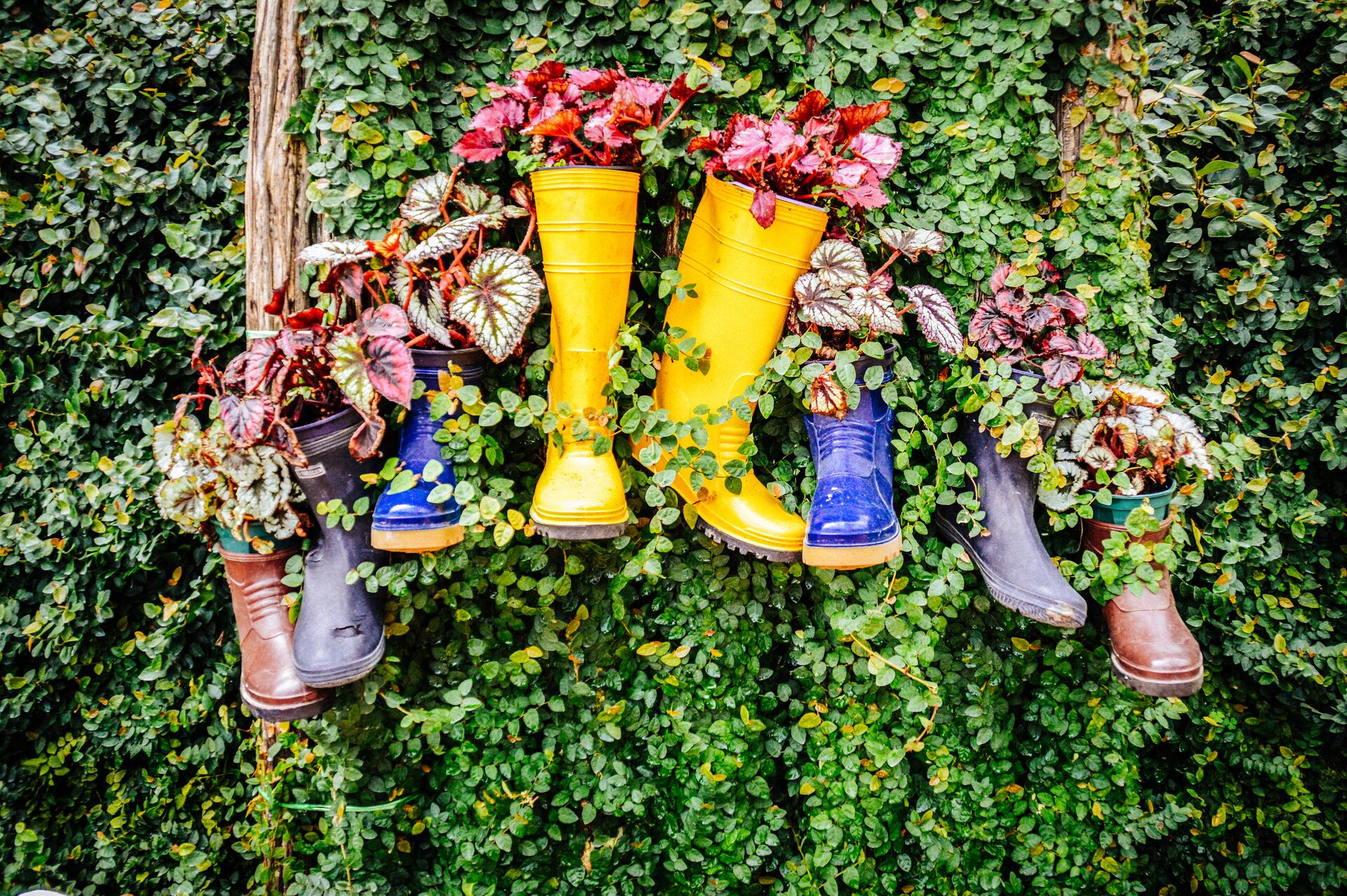 Plant filled boots hang from an outside foliage covered wall